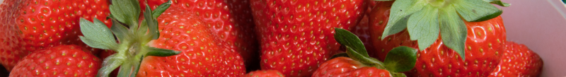 media/image/header_neu_erdbeerenHD8ImCQrdh7Up.png