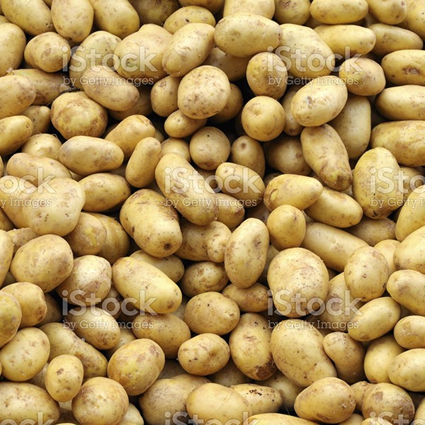 Kartoffeln Bio