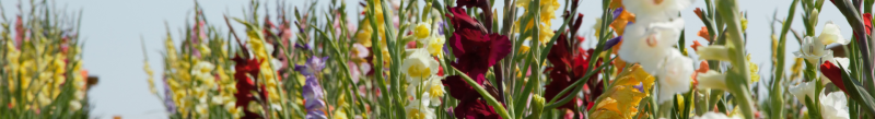 media/image/header_neu_gladiolen.png